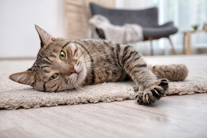 tiger cat with green eyes lying on a rug