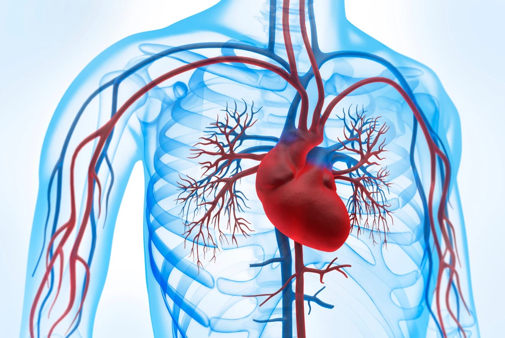 diagram of heart and circulatory system